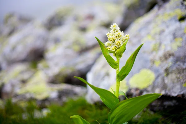 Light yellow alpine flower — Stock Photo, Image