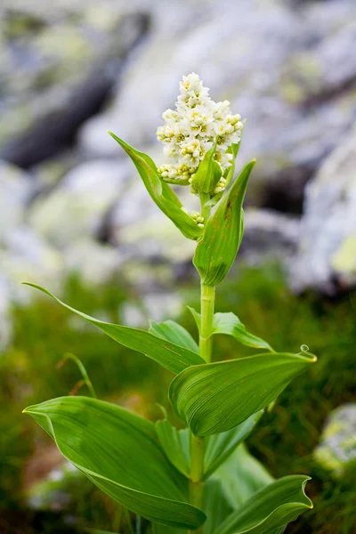 Світло-жовта альпійська квітка — стокове фото