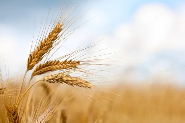Крупним планом стиглі пшеничні вуха — стокове фото