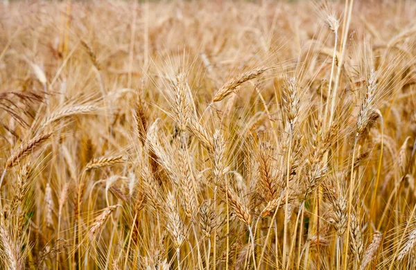 Стиглі пшениці — стокове фото