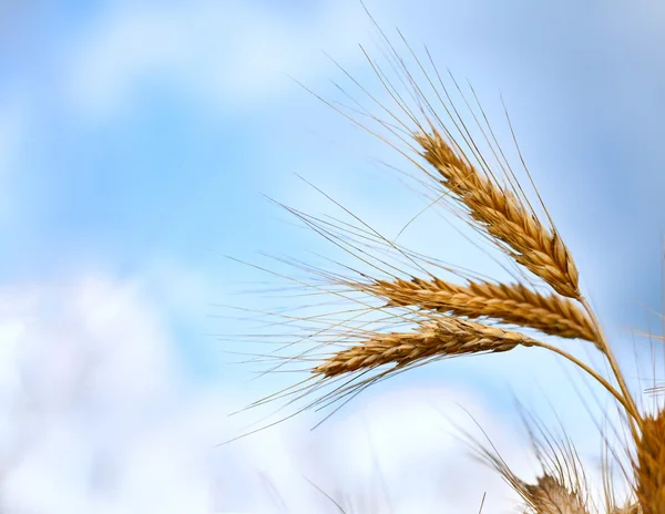Uzavření zralých pšeničných uší — Stock fotografie