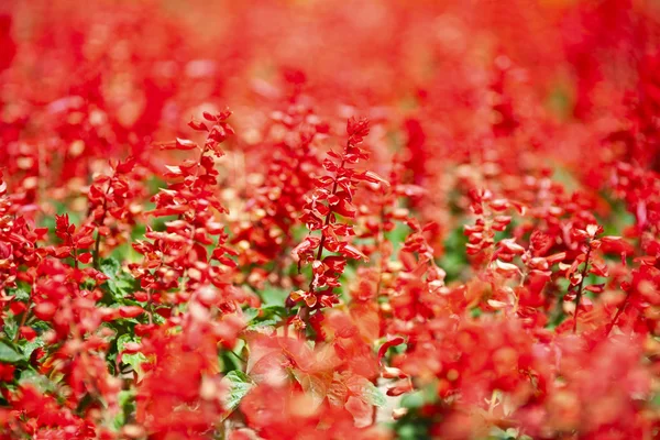 Rote Blumen im Park — Stockfoto