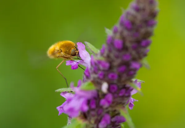 Unosząc Pszczoła — Zdjęcie stockowe