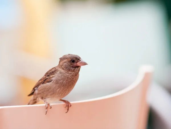 Brown sparrow — Stock Photo, Image