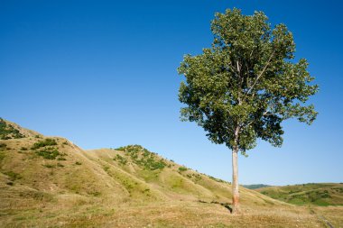 Lone tree gün batımında