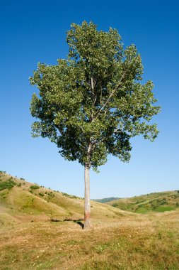 Lone tree gün batımında