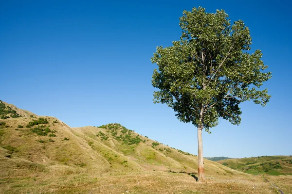 Árbol solitario al atardecer — Foto de Stock