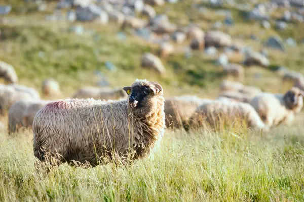 Pecore su un campo di erba — Foto Stock