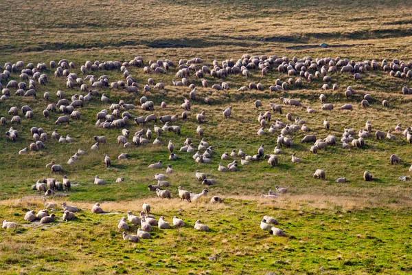 Ovelhas em um campo de grama — Fotografia de Stock