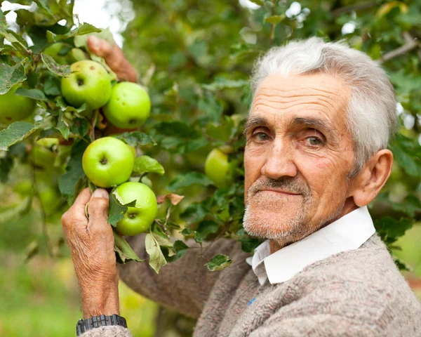 Velho agricultor e macieira — Fotografia de Stock
