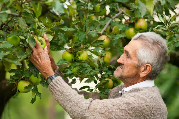 Velho agricultor e macieira — Fotografia de Stock