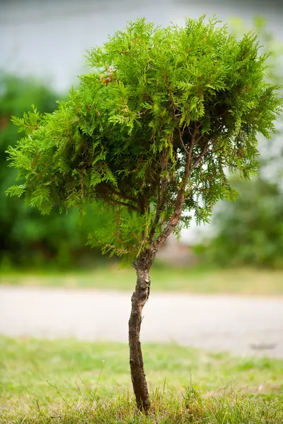 Baby tree — Stock Photo, Image