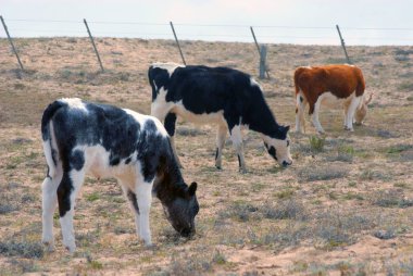 Young cattle grazing clipart