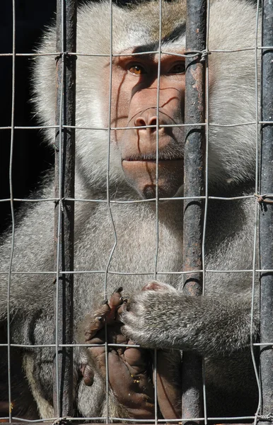 stock image Mandrill monkey behind bars at the zoo