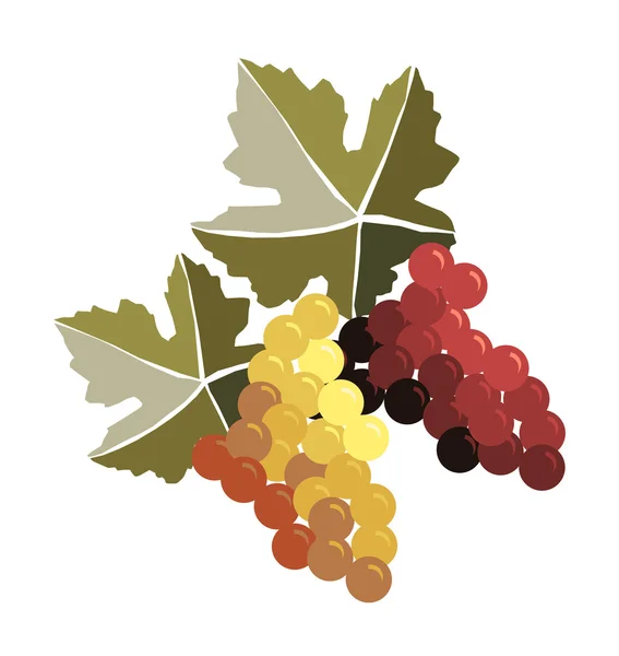Горсть винограда — стоковый вектор