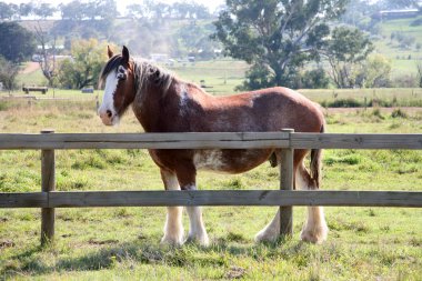 Horse clipart