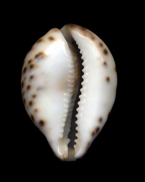 Cowrie shell Stock Photos, Royalty Free Cowrie shell Images