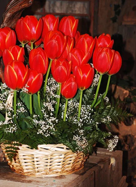 Des tulipes rouges exposées — Photo