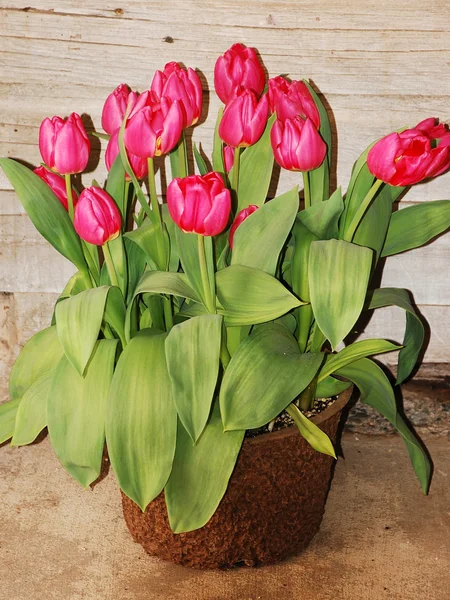 Розовые тюльпаны в цвету — стоковое фото
