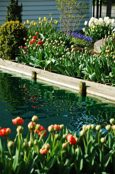 Tulipán rybník — Stock fotografie
