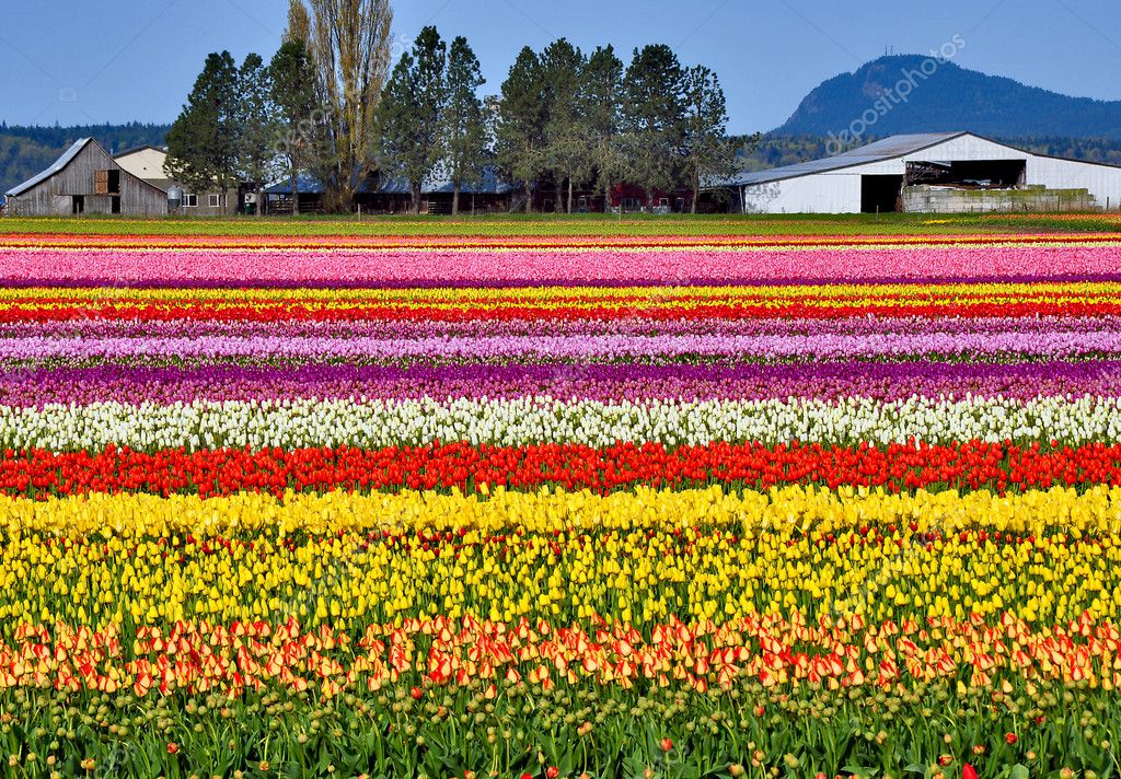 Colorful tulip farm Stock Photo by ©montana 2891922