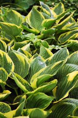 Hosta bitki