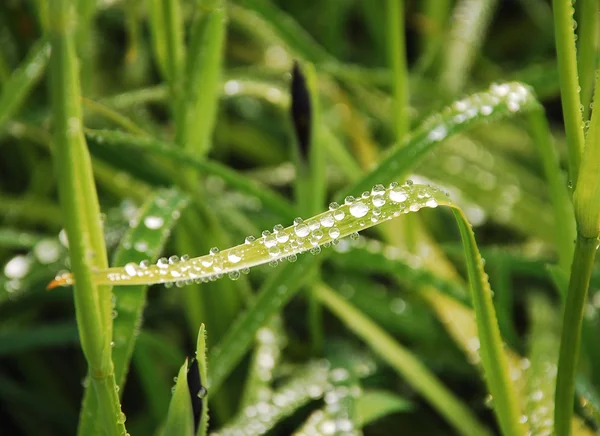 빗방울과 잎 — 스톡 사진