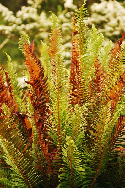 Red and green ferns — Stock Photo, Image