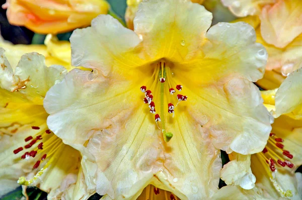 Gele en witte rododendron — Stockfoto
