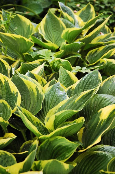 Hosta bitki — Stok fotoğraf
