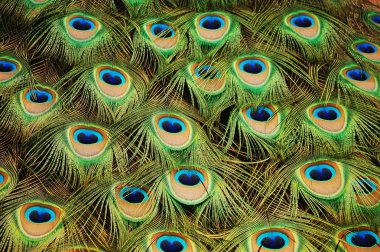 Peacock feathers clipart