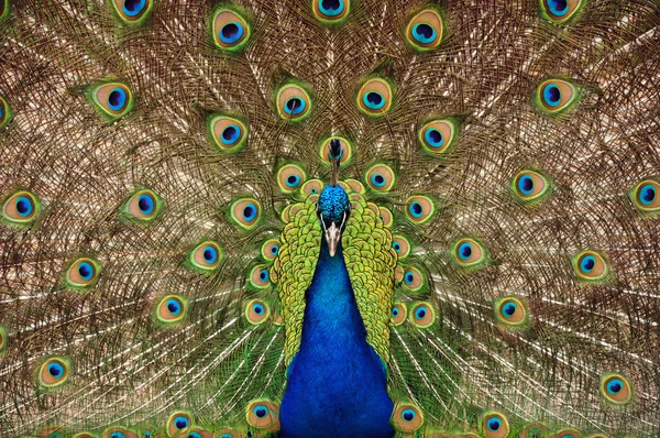 Trots peacock — Stockfoto
