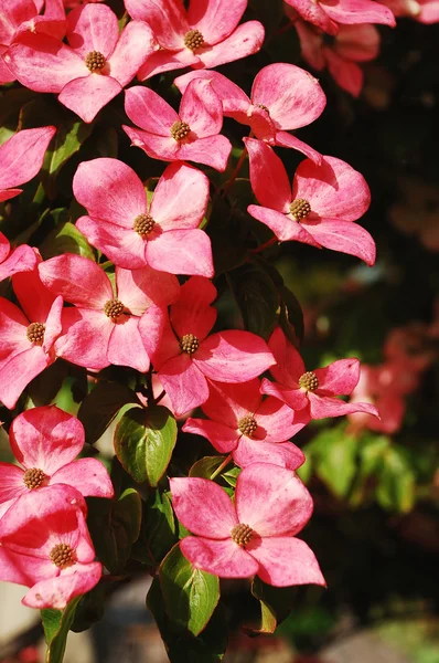 Rosa kousa flores de dogwood — Fotografia de Stock