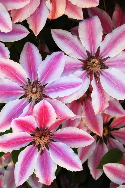 Pink clematis flowers — Stock Photo, Image