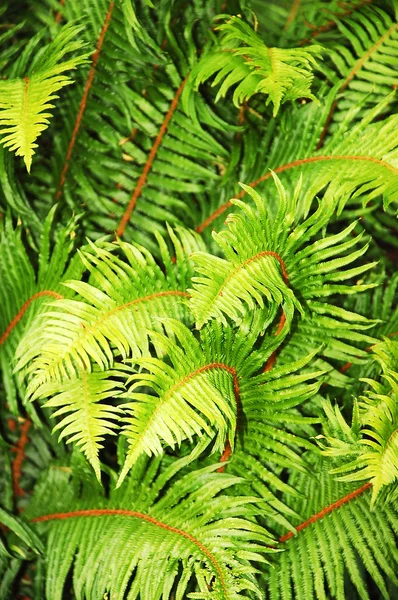 Lush green ferns — Stock Photo, Image