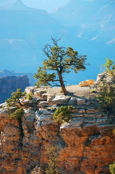 Fa, egy sziklán — Stock Fotó