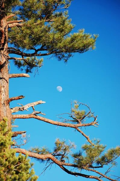 stock image Moon and tree