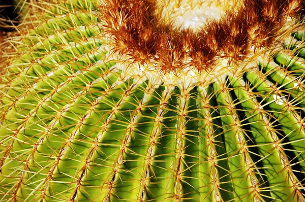 Złoty barrel cactus — Zdjęcie stockowe