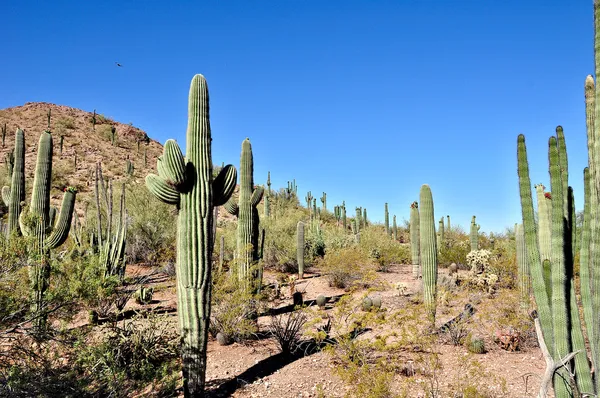 Arizonai sivatag Stock Kép