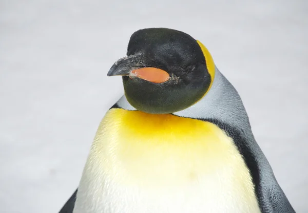Tučňák císařský — Stock fotografie