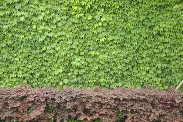 Stock image Boston ivy