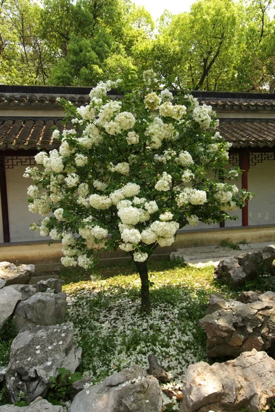 Strom s květinami — Stock fotografie