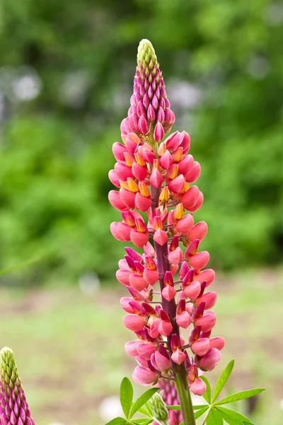 stock image Beautiful flower.