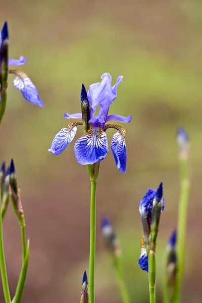 Красивый синий цветок . — стоковое фото