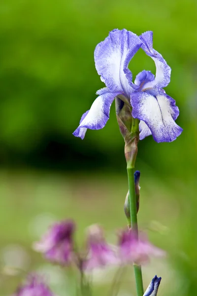 Όμορφο μπλε λουλούδι. — Φωτογραφία Αρχείου