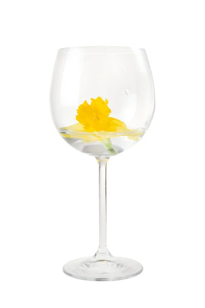 Rode wijn glas met narcissus bloem — Stockfoto