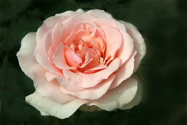 Rosy Bloom — Stock Photo, Image