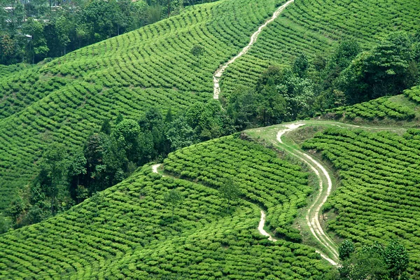 Ścieżki w ogrodzie herbacianym — Zdjęcie stockowe