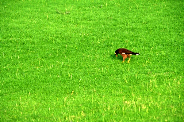 インドハッカを給餌 — ストック写真
