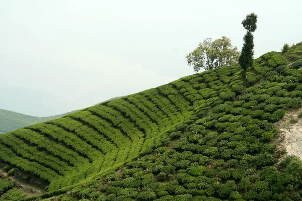 Jardín de té en la ladera de montaña —  Fotos de Stock